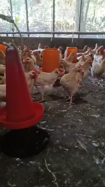 新兴县续养三黄鸡，鸡群健康