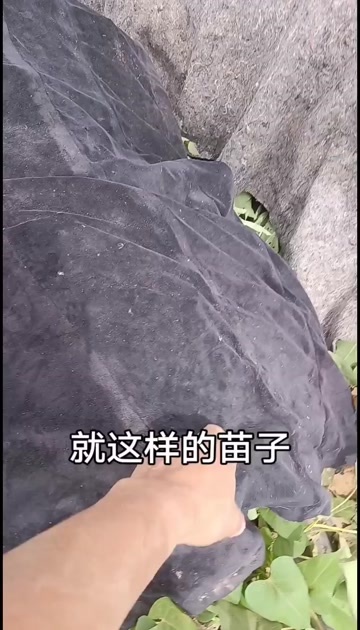 尉氏县西瓜红大田扩繁苗