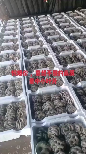 太原中小叶片平菇 南方人的最爱