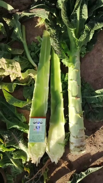 兰州甘肃高原莴笋大量有货