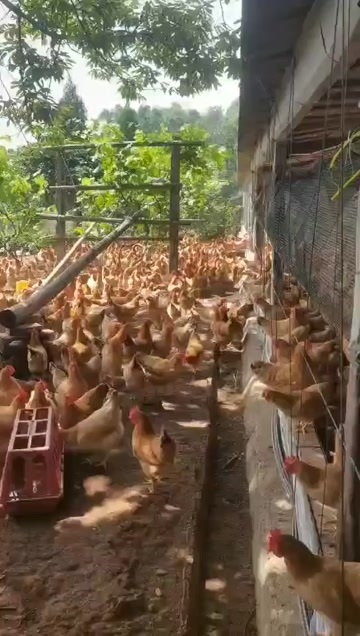 岳阳皖南黄散养土鸡，3斤左右，需要的老板联系