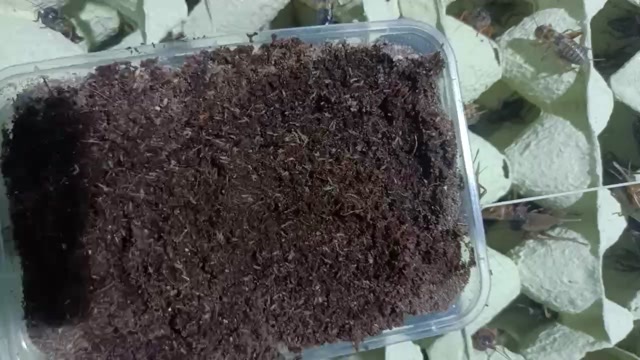 菏泽蟋蟀卵30元一盒