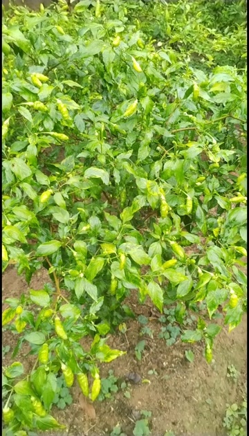 新鲜指天椒小米椒朝天椒