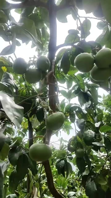 平和县预售漳州平和琯溪柚子新鲜采摘当季水果整车批发产地直供