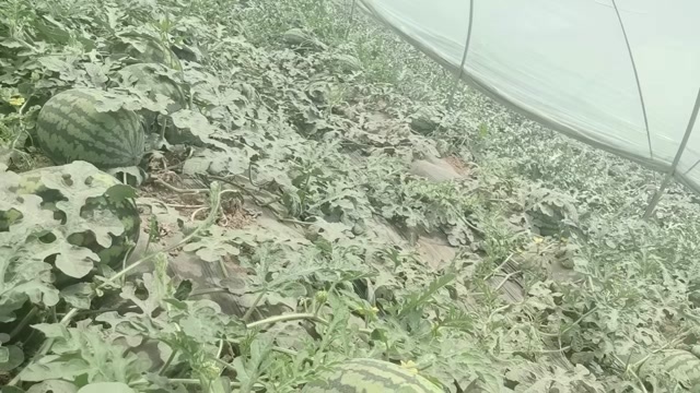 大荔县4K西瓜