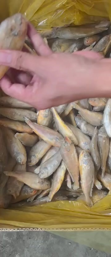 自贡单冻小黄鱼