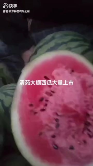 保定大棚甜王小吊瓜大量上市