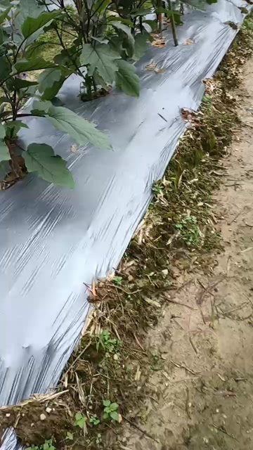 英德市￼新鲜便宜￼