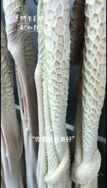 阳信县新鲜优质牛肚 直供自山东滨州阳信 物流快捷安心选购