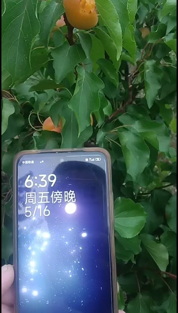 早熟蟠龙杏五月十号成熟适合全国种植