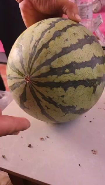 巨野县冰糖麒麟无籽西瓜