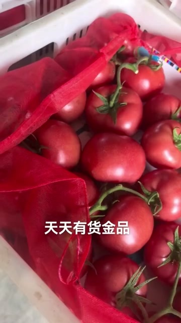 东海县普罗旺斯西红柿