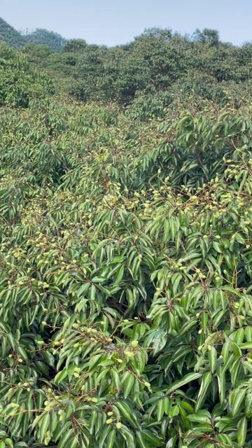 惠东县荔枝