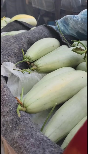 莘县博洋甜瓜