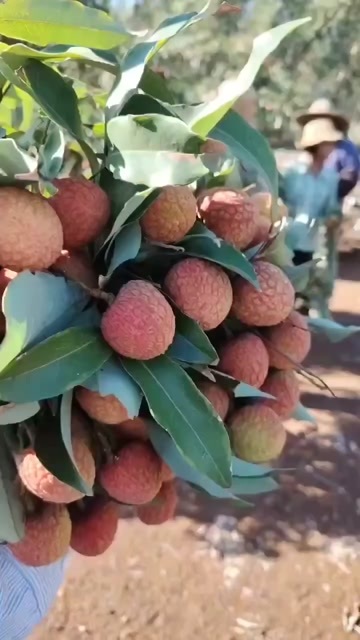 徐闻县湛江新鲜荔枝