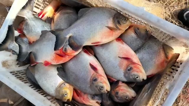 中牟县淡水红鳁，白鲳