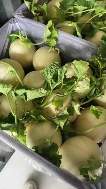 东方蜜甜瓜