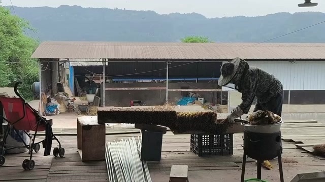 平昌县土蜂蜜