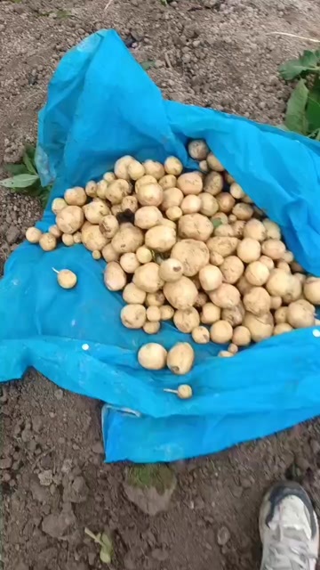 思南县黄心土豆。几十，几百吨。
