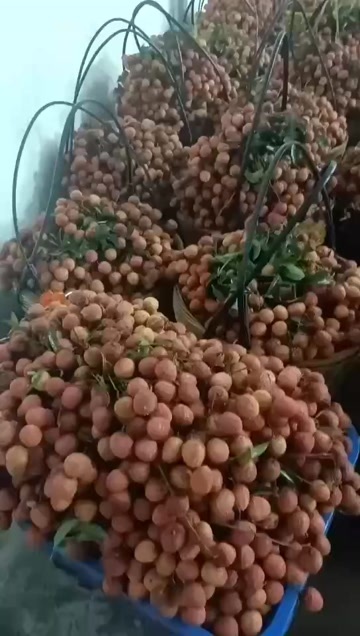 高州市月底大量荔枝出售，需要量大的老板可随时上门看货