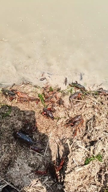 小龙虾，456789统货批发