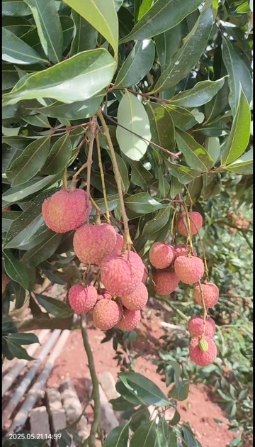 高州市广东茂名高州新鲜白糖罂荔枝现摘现发热带水果批发零售