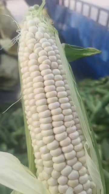 新鲜甜玉米 河北邯郸成安直发 甜糯可口 当季蔬菜 果蔬批发