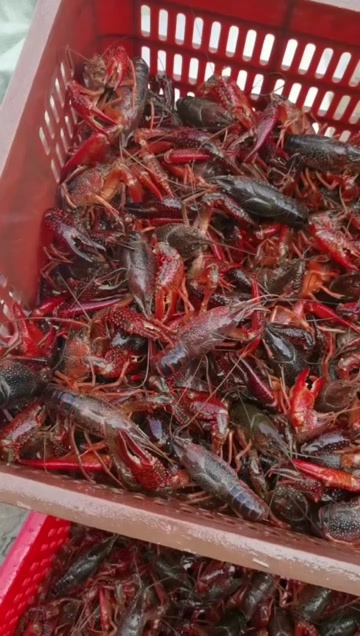 深圳湖北潜江清水小龙虾