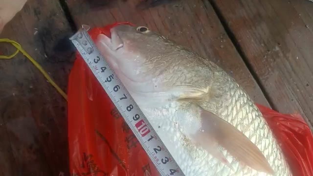 北海海鱼~一点红、斑尾鲈