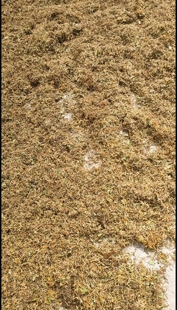 南漳县新货野生金银花产地湖北