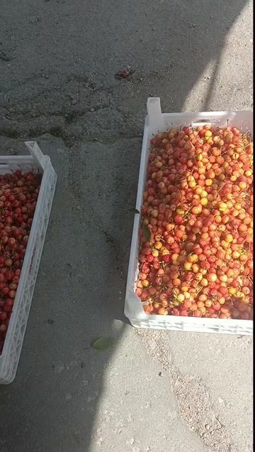 莱州市烟台莱州新鲜樱桃车厘子现摘现发当季水果批发零售