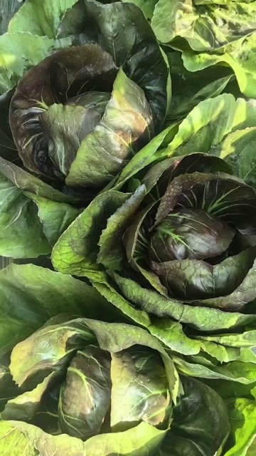 紫白菜，紫菊莒
