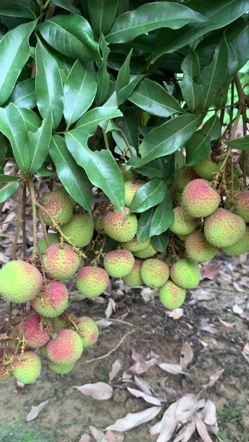 浦北县广西妃子笑 产地直发。冷链运输 个头大 无虫