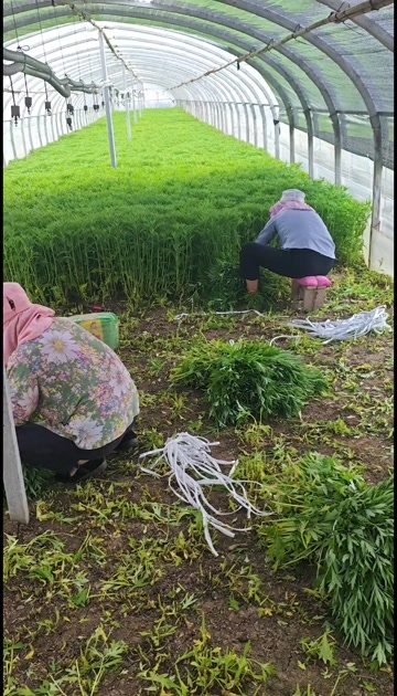 曲靖云南高山黎蒿，芦蒿