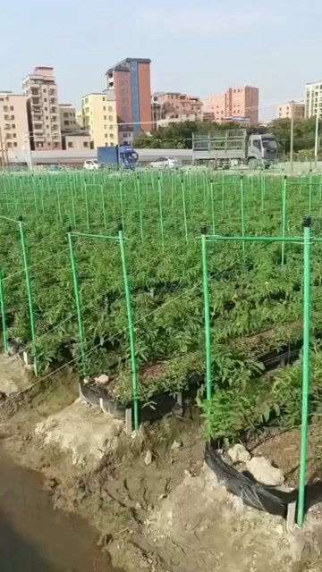 东莞市玻璃纤维杆立柱，小弓子，玻璃纤维棒