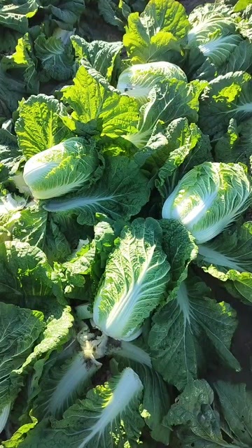 寿光市山东寿光新鲜白菜 当日采摘 绿色健康 叶菜类优选