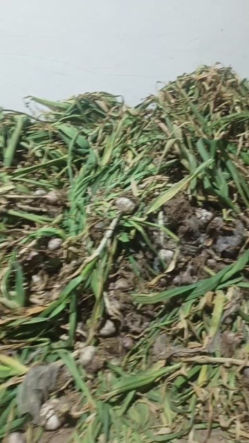 东明县济南大青棵