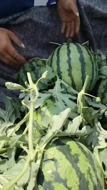 沂水县甜王