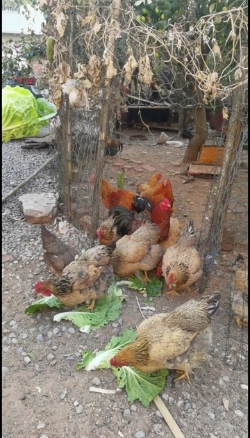 南宁广西南宁新鲜土鸡现杀发货优选健康食材源头供应