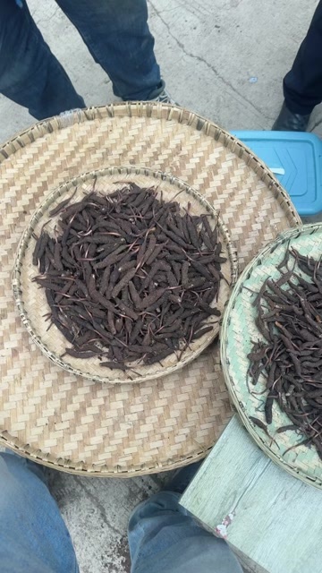 理塘县虫草