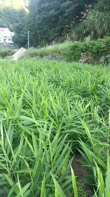 岳西县大别山窖藏精品小黄姜