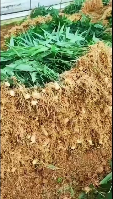 成都四川成都供应优质黄精种苗支持批量采购发货新都区现货行业优选