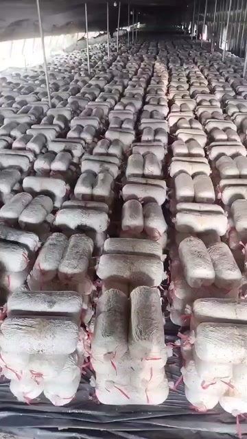 淄博常年出售平菇榆黄蘑出菇菌包