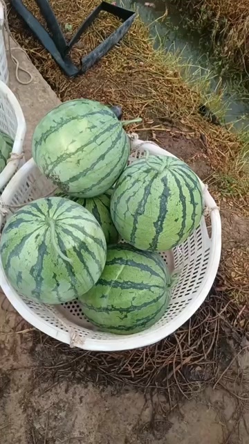 重庆市8424西瓜