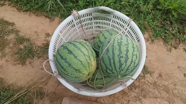 重庆市8424西瓜麒麟瓜有籽