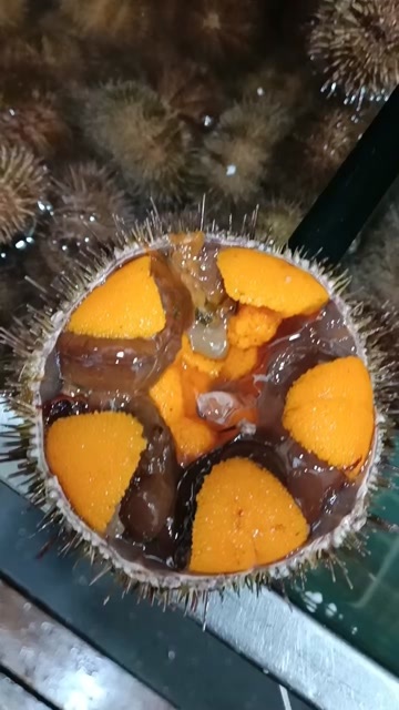大连精品马粪海胆，源头直发，一手货源