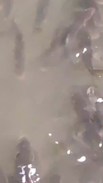 金沙鲈锂