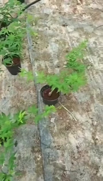 广州造型流泉枫比裸根还便宜