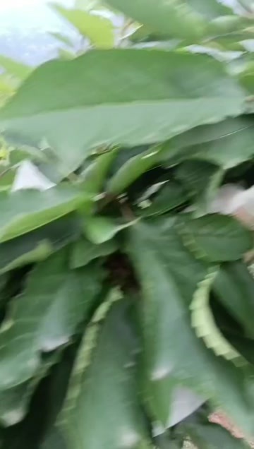 汉源县冰敷