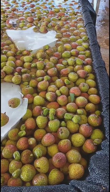 海口海南新鲜当季荔枝妃子笑
